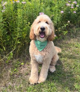 Friendly golden-doodle dog named Buckeye poses in front of wild flowers