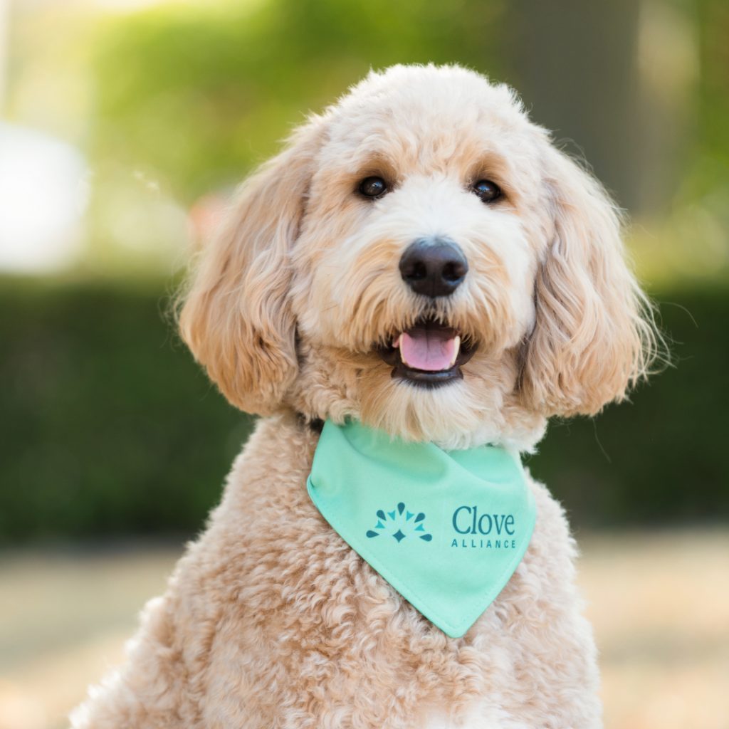 Buckeye, a fluffy dog, wearing a mint green bandana with "Clove Alliance" printed on it sits outdoors on a sunny day.