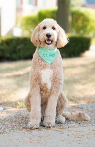 Buckeye, a golden doddle dog, sits and happily looks at the camera.